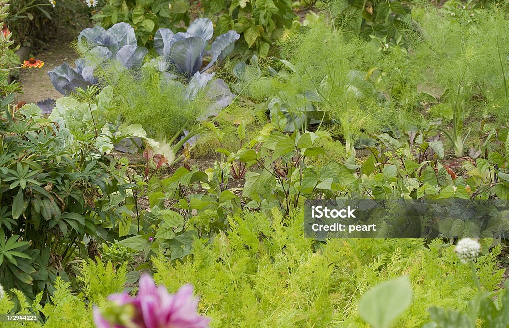 Овощной и цветок сад - Стоковые фото Без людей роялти-фри