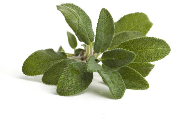 Closeup image of sage leaves on a white background stock photo