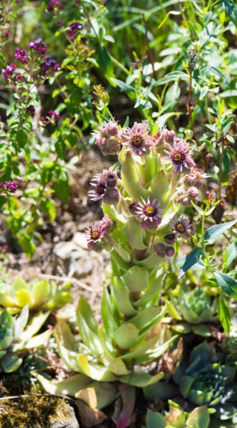 istock flower bed with blooming houseleek 1729444983