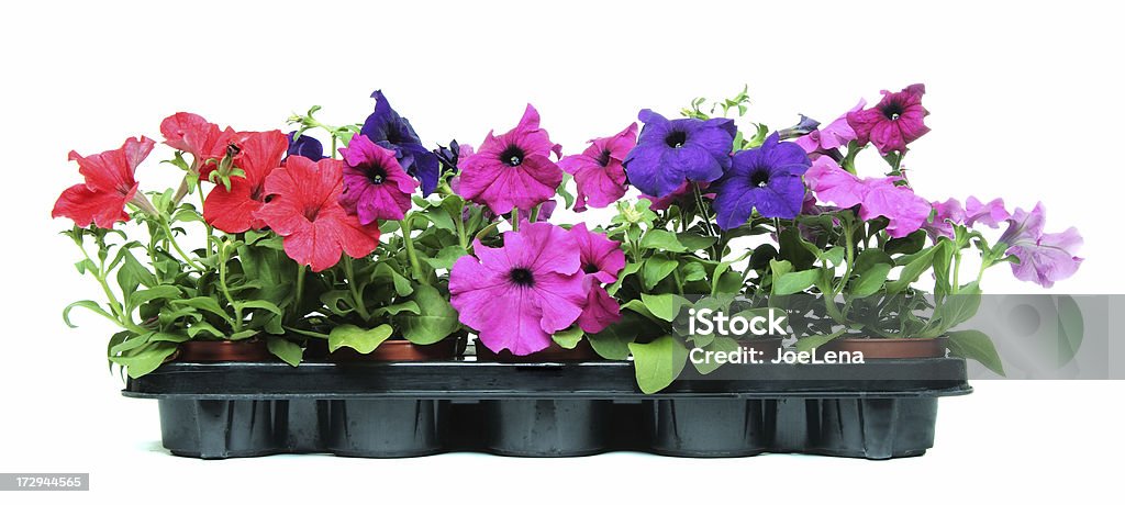 Petunias - Lizenzfrei Petunie Stock-Foto