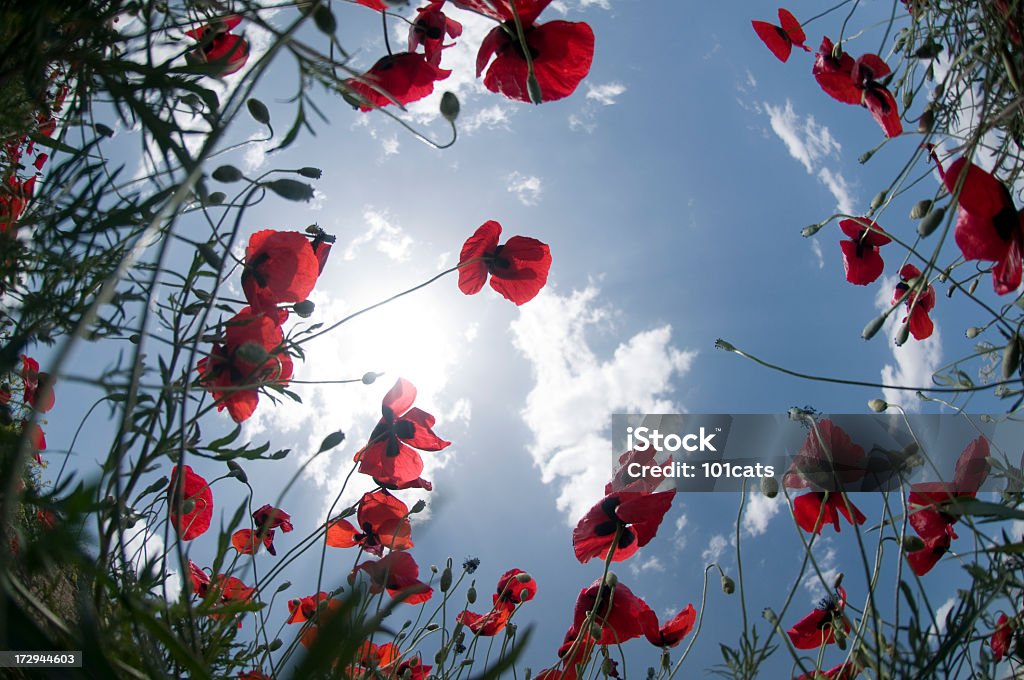 Blumen - Lizenzfrei Abgeschiedenheit Stock-Foto