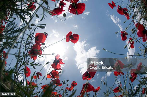 Blumen Stockfoto und mehr Bilder von Abgeschiedenheit - Abgeschiedenheit, Blatt - Pflanzenbestandteile, Blau