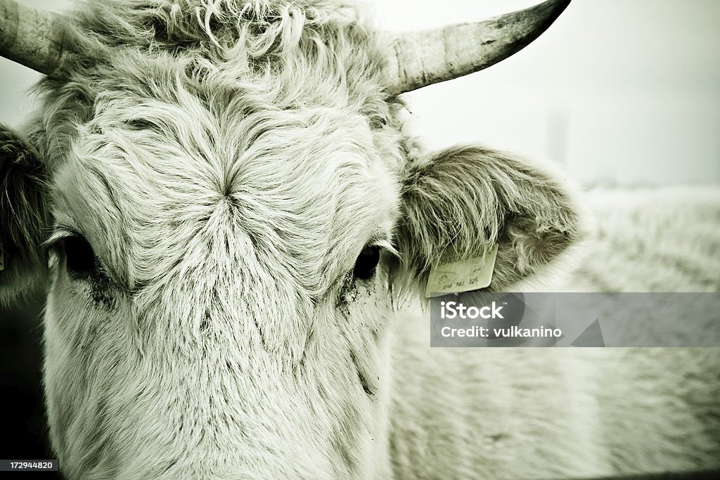 Intensive Sie cow - Lizenzfrei Blick in die Kamera Stock-Foto