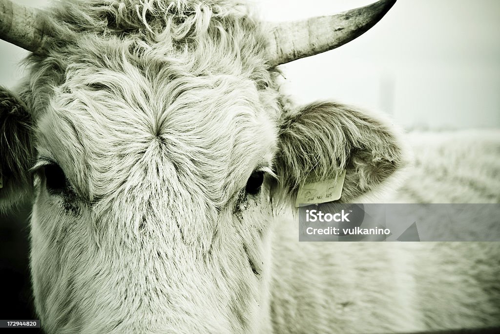 Intenso em busca de vaca - Foto de stock de Animal royalty-free