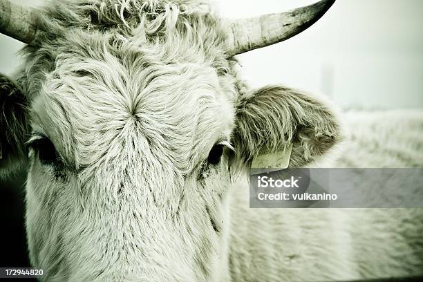 Foto de Intenso Em Busca De Vaca e mais fotos de stock de Animal - Animal, Animal de Fazenda, Assistindo
