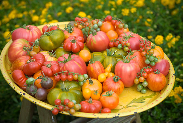 유기 homegrown 신선한 여름 특산물과 토종 토마토 야채 수확하다 - heirloom tomato organic tomato green tomato 뉴스 사진 이미지