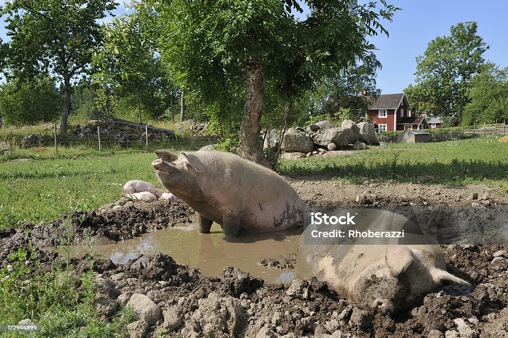 Schweine - Lizenzfrei Schwein Stock-Foto