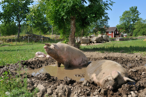 Two pigs enjoying a cooling bath. 