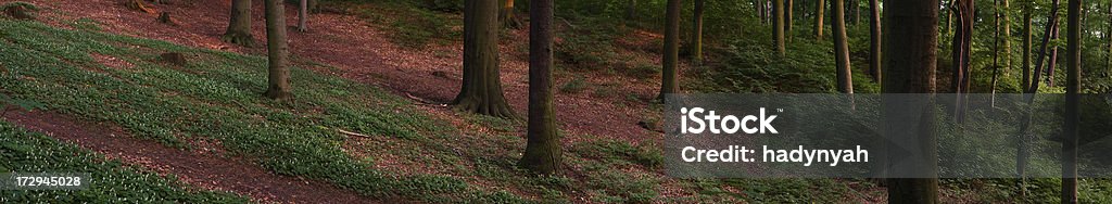 Profunda floresta, vista panorâmica XXL - Foto de stock de Arbusto royalty-free