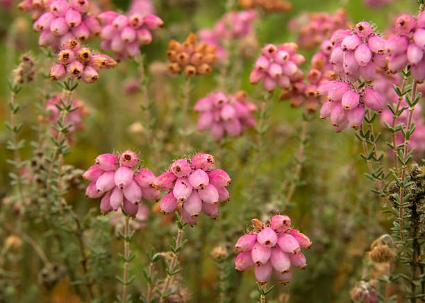 Straggly, greyish dwarf shrub, 20-70cm; young twigs hairy. Leaves linear-lanceolate, in whorls of 4, hairy at least when young. Flowers pale pink, 6-9mm long; globular, in compact terminal clusters; anthers not protruding. Fruit downy.