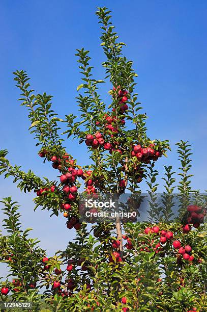 Apple Tree Stockfoto und mehr Bilder von Apfel - Apfel, Apfelbaum, Apfelgarten