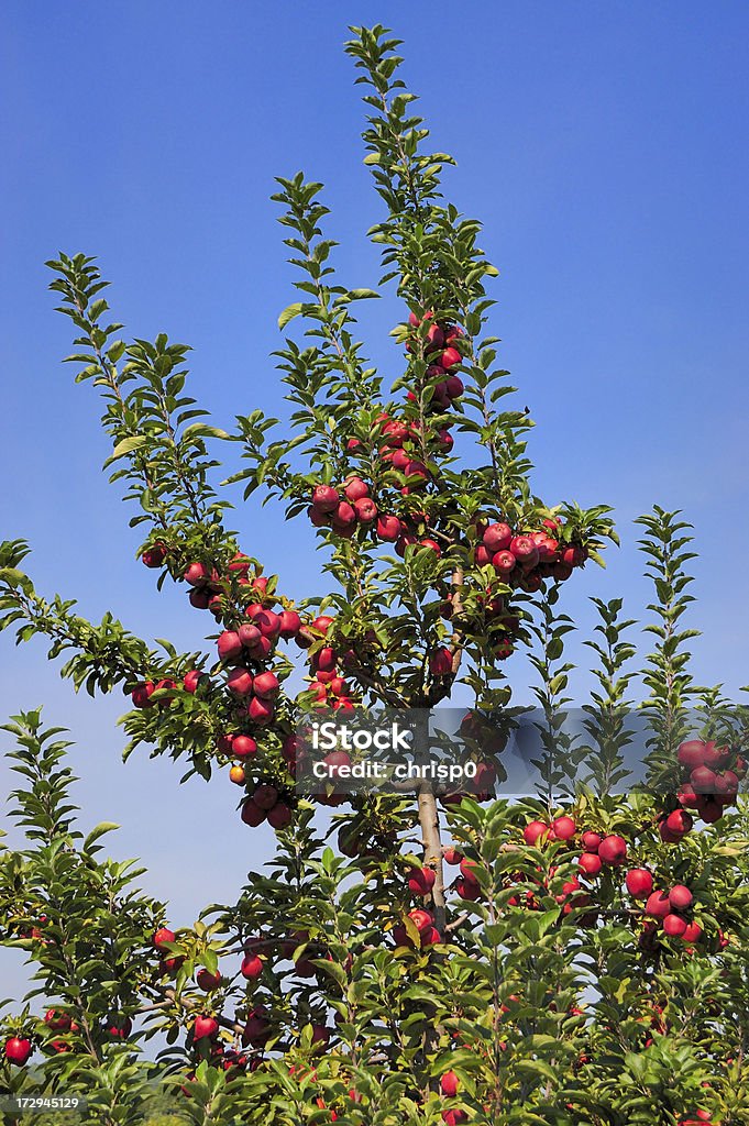 사과나무 트리 - 로열티 프리 0명 스톡 사진