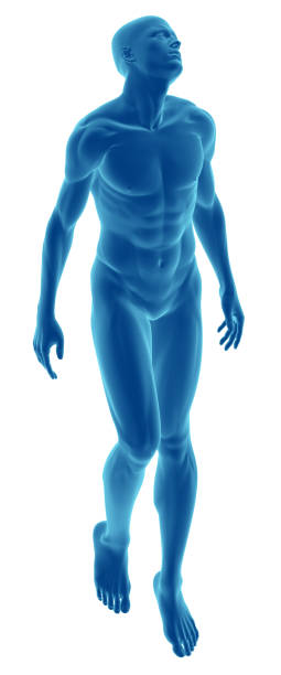 istock Human body of a man floating for study 172945130