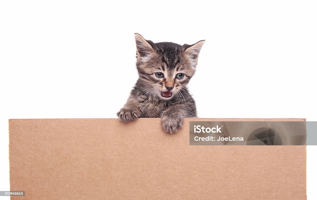 Gattino con spazio copia - Foto stock royalty-free di Animale