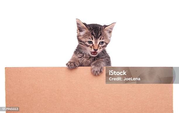 Gattino Con Spazio Copia - Fotografie stock e altre immagini di Animale - Animale, Carino, Composizione orizzontale