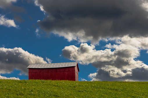 Spring corn crop fills the foreground leading back to a farm with a red barn and rolling hill background with clouds above, Midwest USA
