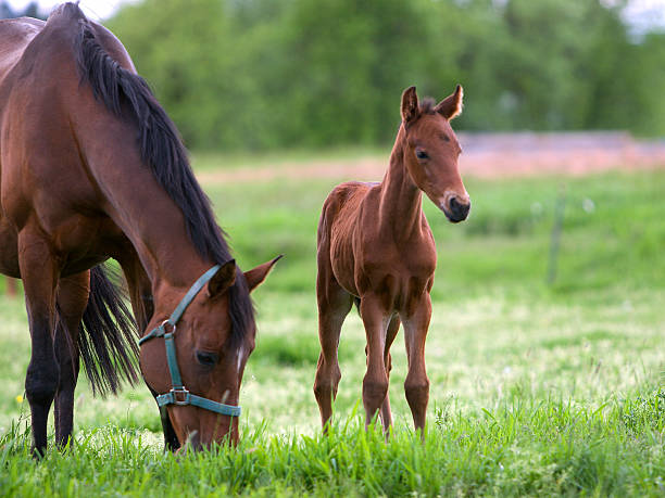 Gorgeous mahogany mare and her spindly legged foal stock photo