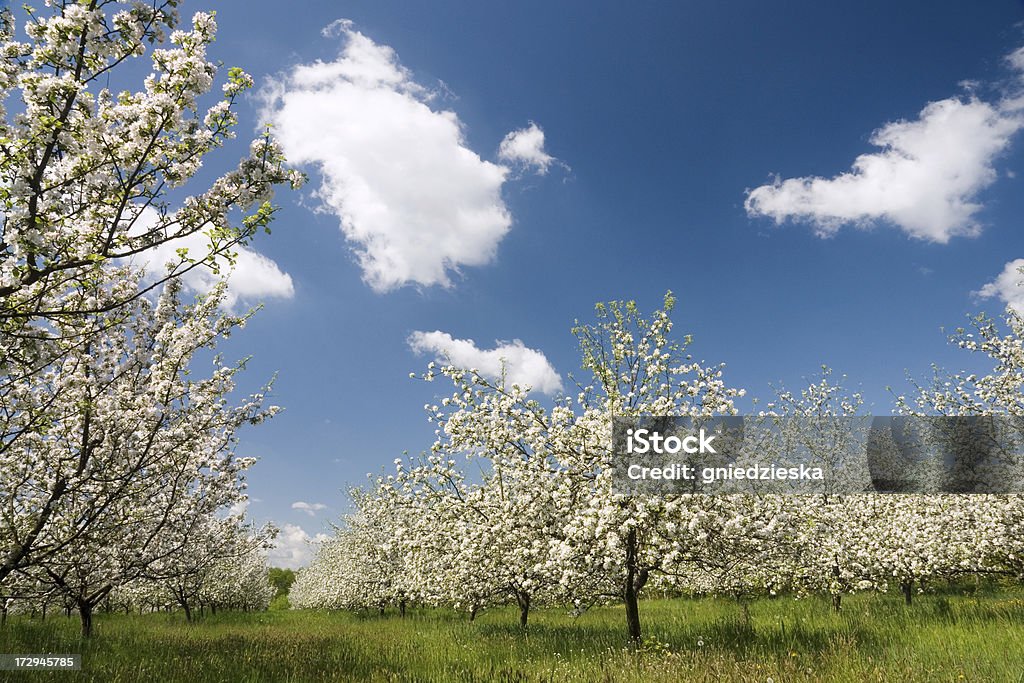 アッ��プルオーチャード咲きほこる - リラクゼーションのロイヤリティフリーストックフォト
