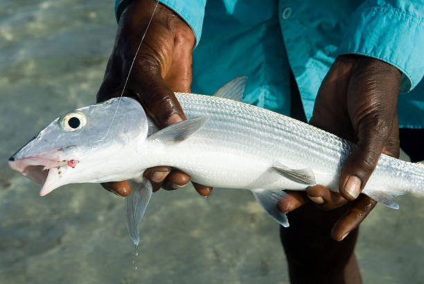 pez hueso - bonefish fotografías e imágenes de stock