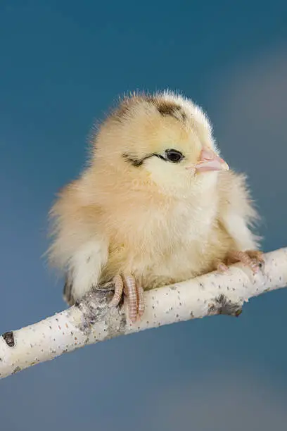 A baby yellow chick sitting on a birch tree branch with a blue sky background.