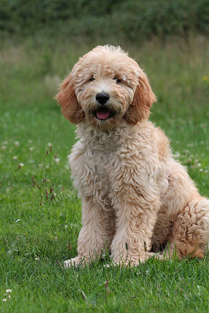 istock Cute Goldendoodle puppy. 172945858