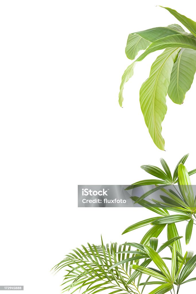 XXL plantes tropicales image - Photo de Feuille libre de droits