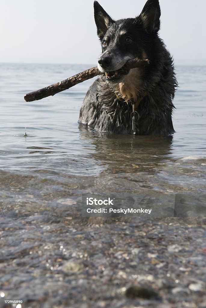 犬には、水の中で大きなスティック - イヌ科のロイヤリティフリーストックフォト