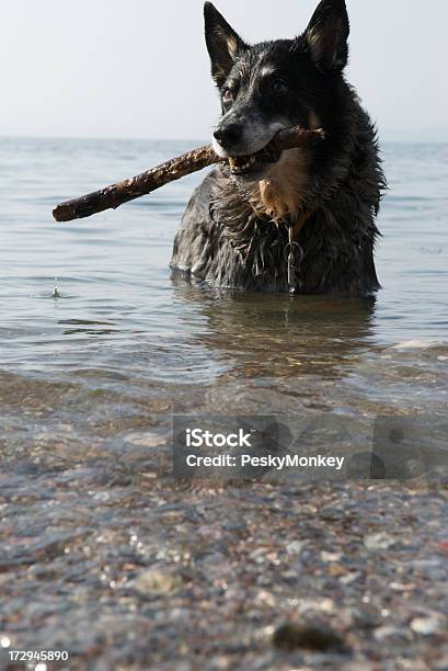 Pies Z Wielkim Trzymać W Wodzie - zdjęcia stockowe i więcej obrazów Antycypacja - Antycypacja, Aportować, Australia
