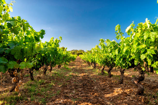 istock winery in southern France 1729459195