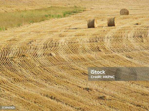 Photo libre de droit de Champ De Foin Bales Avec Trois Parcours banque d'images et plus d'images libres de droit de Agriculture - Agriculture, Agriculture biologique, Aliment