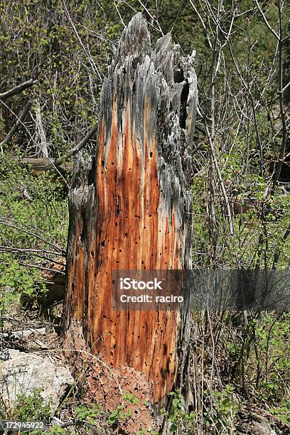 Dead Pino Ponderosa - Fotografie stock e altre immagini di Albero - Albero, Ceppaia, Composizione verticale