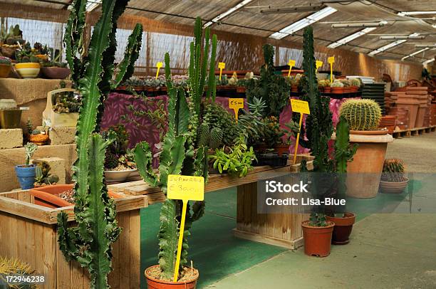 Loja De Flores - Fotografias de stock e mais imagens de Abundância - Abundância, Agulha - Parte de planta, Banca de Mercado