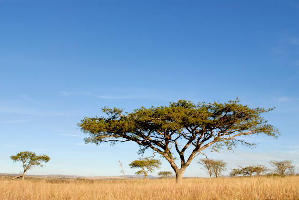 istock Acacia tree in dry grass in Natal Midlands 172946416