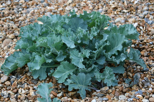Wild Kale growing in shingle in southern england