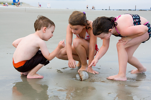 Three young children have found a jellyfish on the beach and are marveling over it.