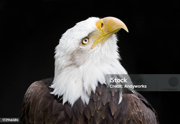 Wunderschöne Bald Eagle Haliaeetus Leucocephalus Stockfoto und mehr Bilder von Blick nach oben - Blick nach oben, Weißkopfseeadler, Wilde Tiere