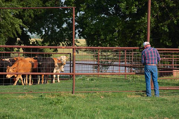 istock Agriculture: farmer or rancher Closing the Gate to cattle pen 172946636