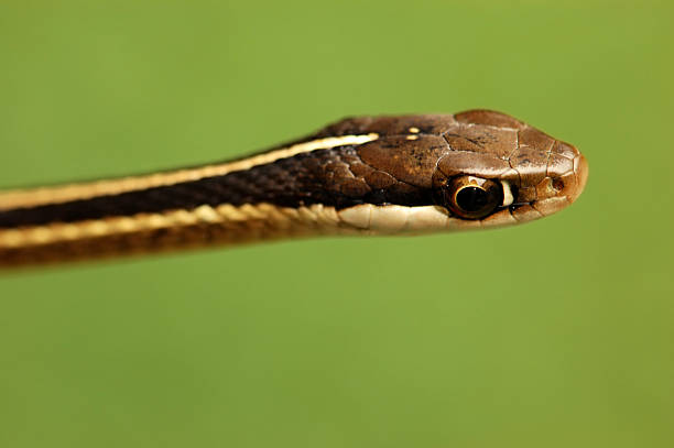 Eastern Ribbon Snake Portrait - Top Angle