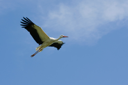 Large white stork flying overhead. For more great shots of storks