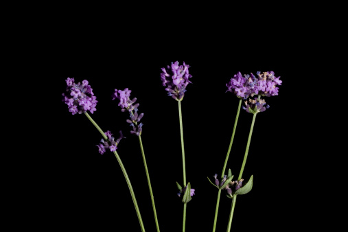 Lavender isolated on black.