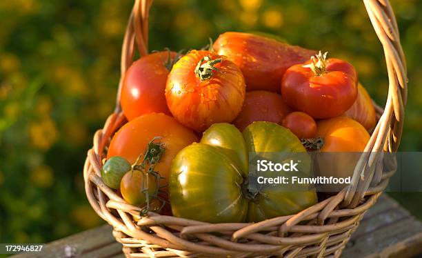유기 Homegrown 신선한 여름 특산물과 토종 토마토 야채 수확하다 0명에 대한 스톡 사진 및 기타 이미지 - 0명, 가득 찬, 건강한 식생활