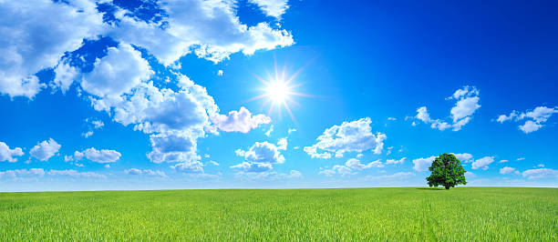 istock Green field and lonely tree - Landscape 172946913