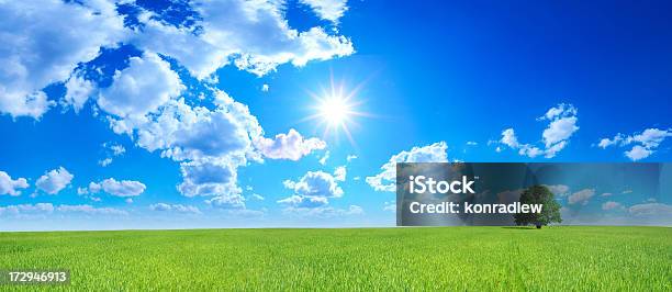 Green Field And Lonely Tree Landscape Stock Photo - Download Image Now - Agricultural Field, Agriculture, Blue