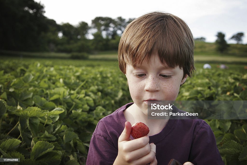 Recolección de cultivo - Foto de stock de Agarrar libre de derechos