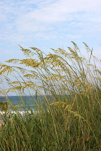 istock Jacksonville Beach, Florida 172947038