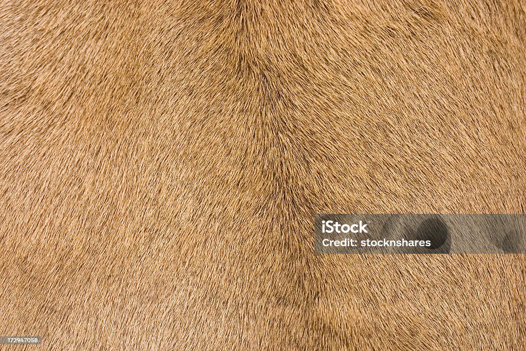 Ciervo fondo de la piel - Foto de stock de Ciervo libre de derechos