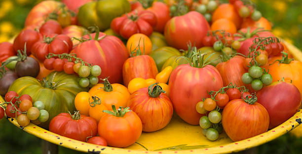 オーガニックな農産物、地元のフレッシュな夏のエアルームトマト野菜ハーヴェスト - heirloom tomato homegrown produce tomato organic ストックフォトと画像