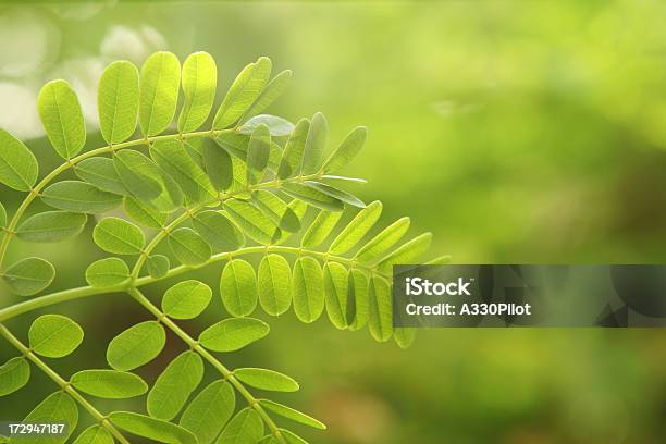 Green - Fotografias de stock e mais imagens de Arbusto - Arbusto, Começo, Cor verde