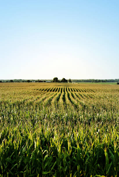 istock Organic Rural America 172947279