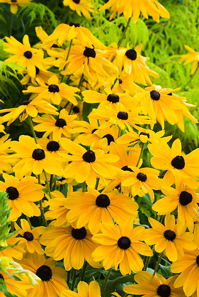 istock Rudbeckia, Indian Summer - IV 172947390